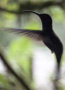 violet sabrewing hummingbird. birds in costa rica