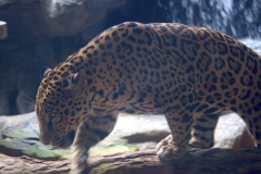 Jaguar-3