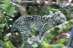 Ocelote