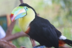 Tucan