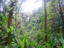 Rainforest in Costa Rica