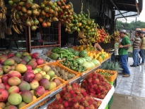 Tropical Fruits in Costa Rica