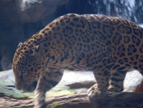 Jaguar in La Paz Costa Rica