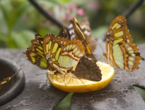 Butterflies in La Paz Costa Rica
