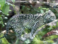 Ocelot in La Paz Costa Rica