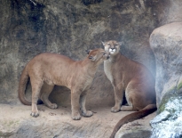 Puma in La Paz Costa Rica