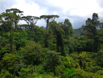 Rainforest in Costa Rica