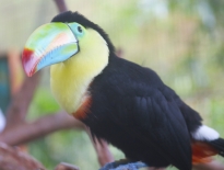 Toucan in La Paz Costa Rica