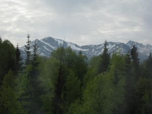 Forest in Alaska