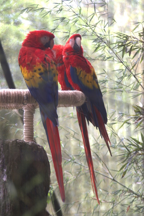 scarlet macaws. birds in costa rica
