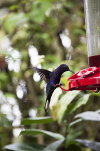 violet sabrewing hummingbird. birds in costa rica