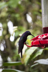 violet sabrewing hummingbird. birds in costa rica