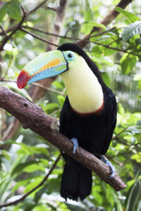 aves en costa rica