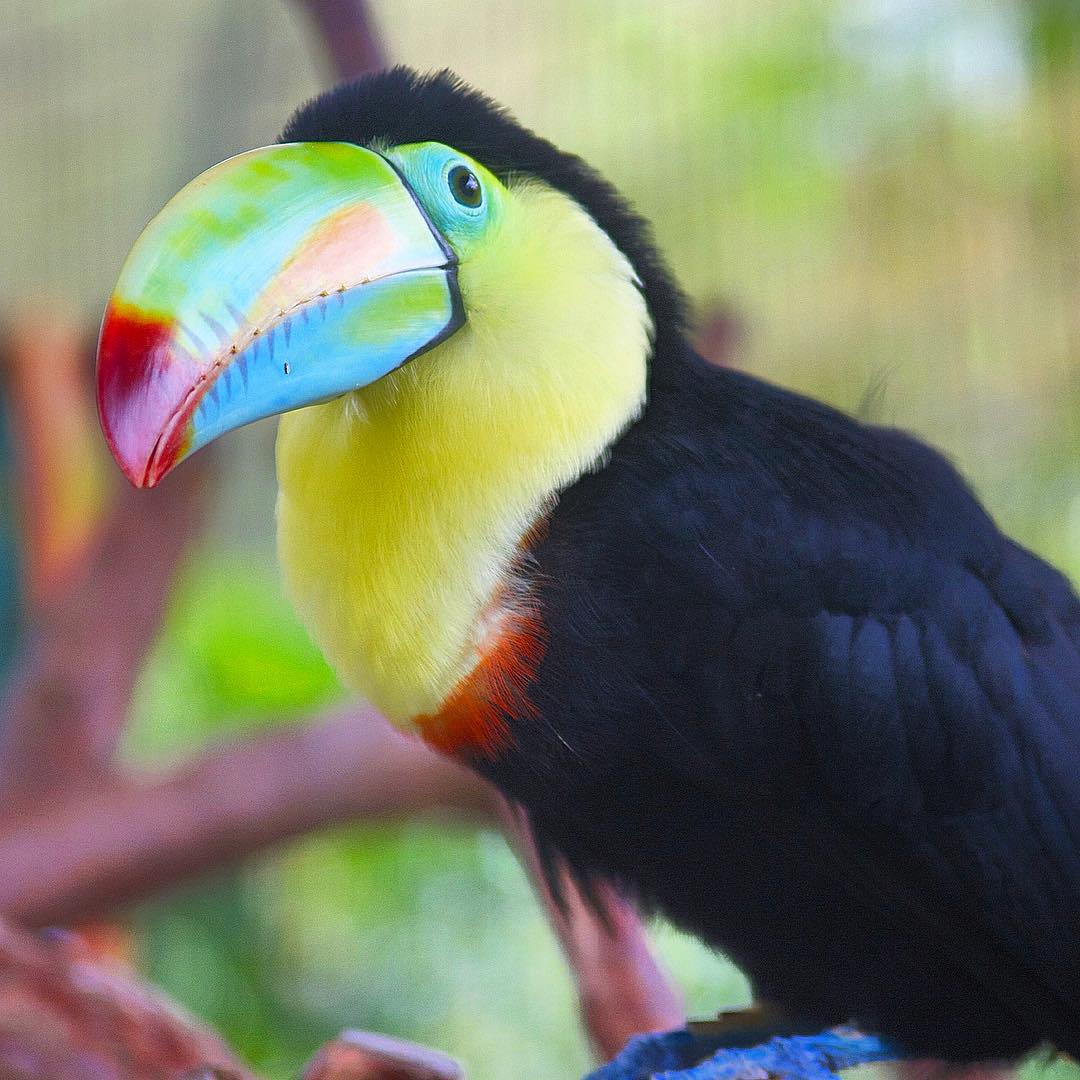 Tucan in Costa Rica