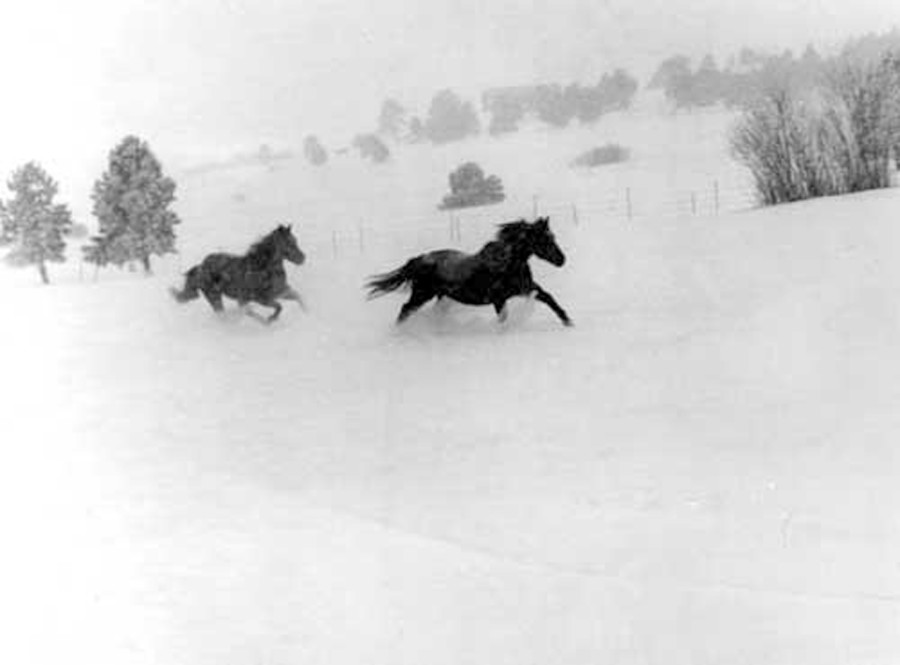 nuevo mexico - horses