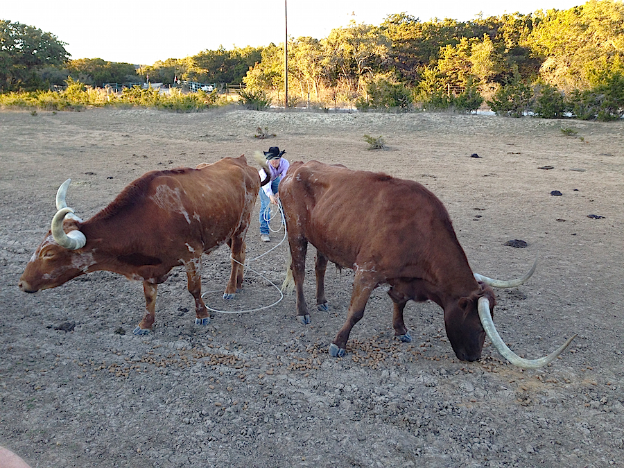 vaquero por un día