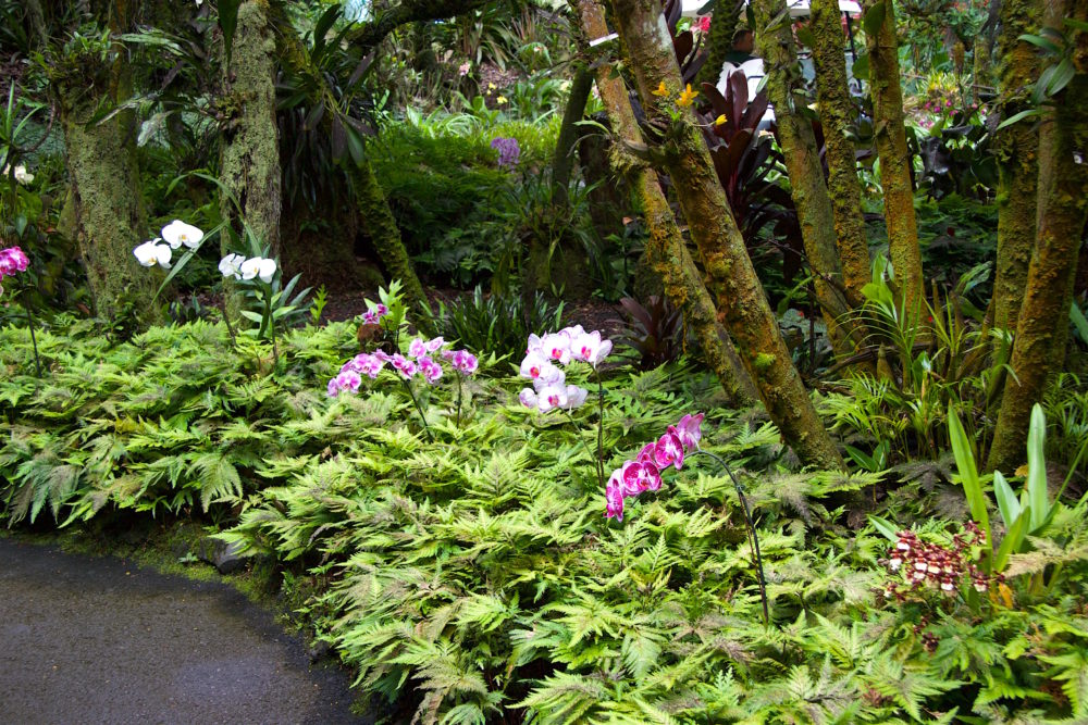 big island, hawái - hilo